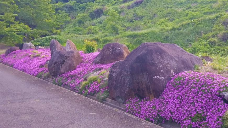 ごつごつした大きな石が点在する場所にピンク色の花が一帯を埋めるように咲いている写真