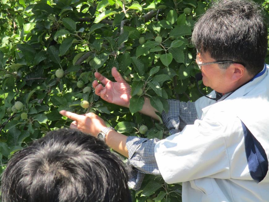 緑色の小さな実をたくさんつけたリンゴの枝に手を伸ばしている男性の写真