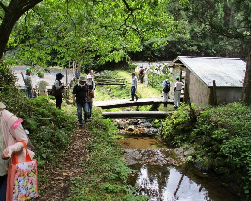 大きな木の木陰に小さな橋が架かった小川がある自然豊かなワサビ田周辺の写真