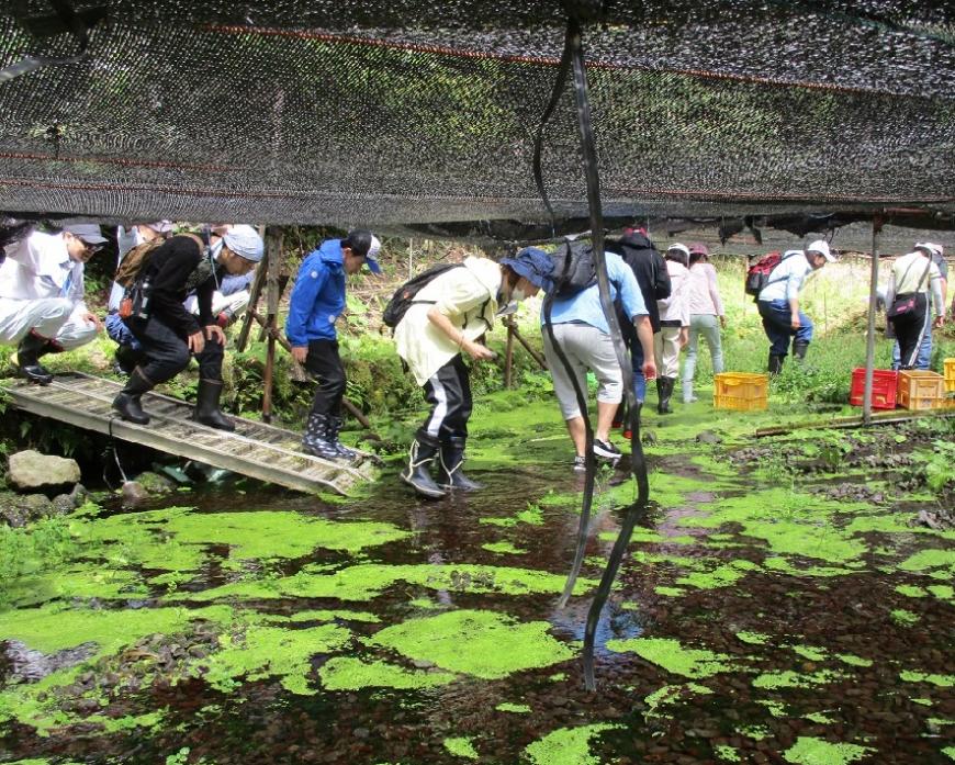 緑色の水草が浮かぶ水の中を背をかがんで歩いている参加者たちの写真