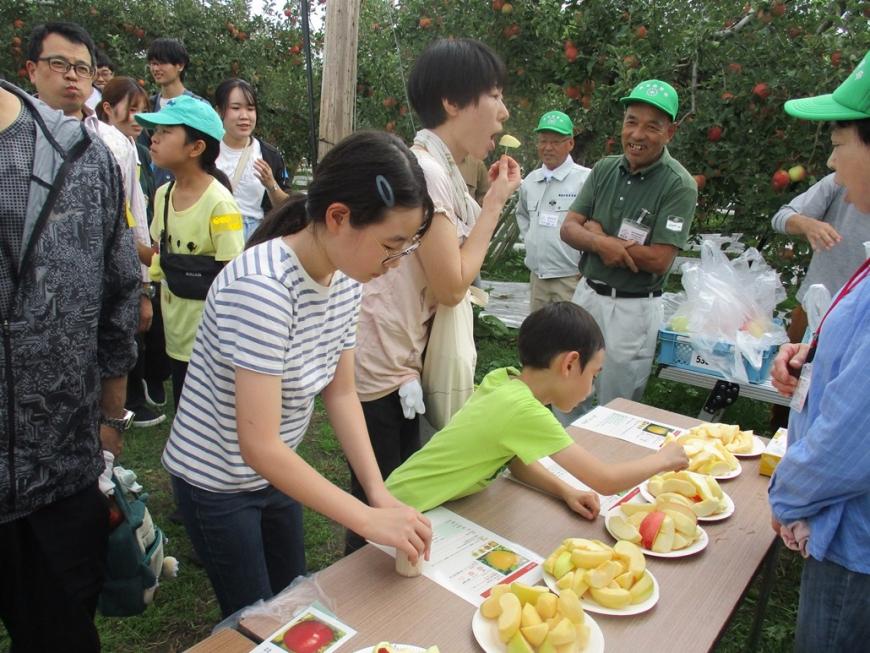 外に置かれたテーブルにカットしたたくさんのリンゴが乗ったいくつもの皿が一列に並び、参加者たちが食べ比べをしている様子の写真