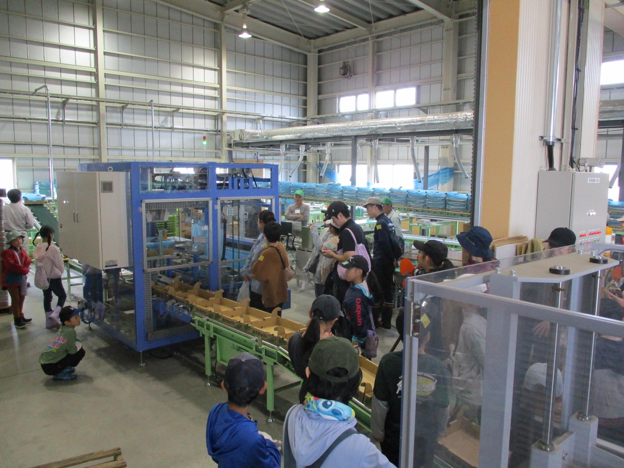 野菜選果設備見学2