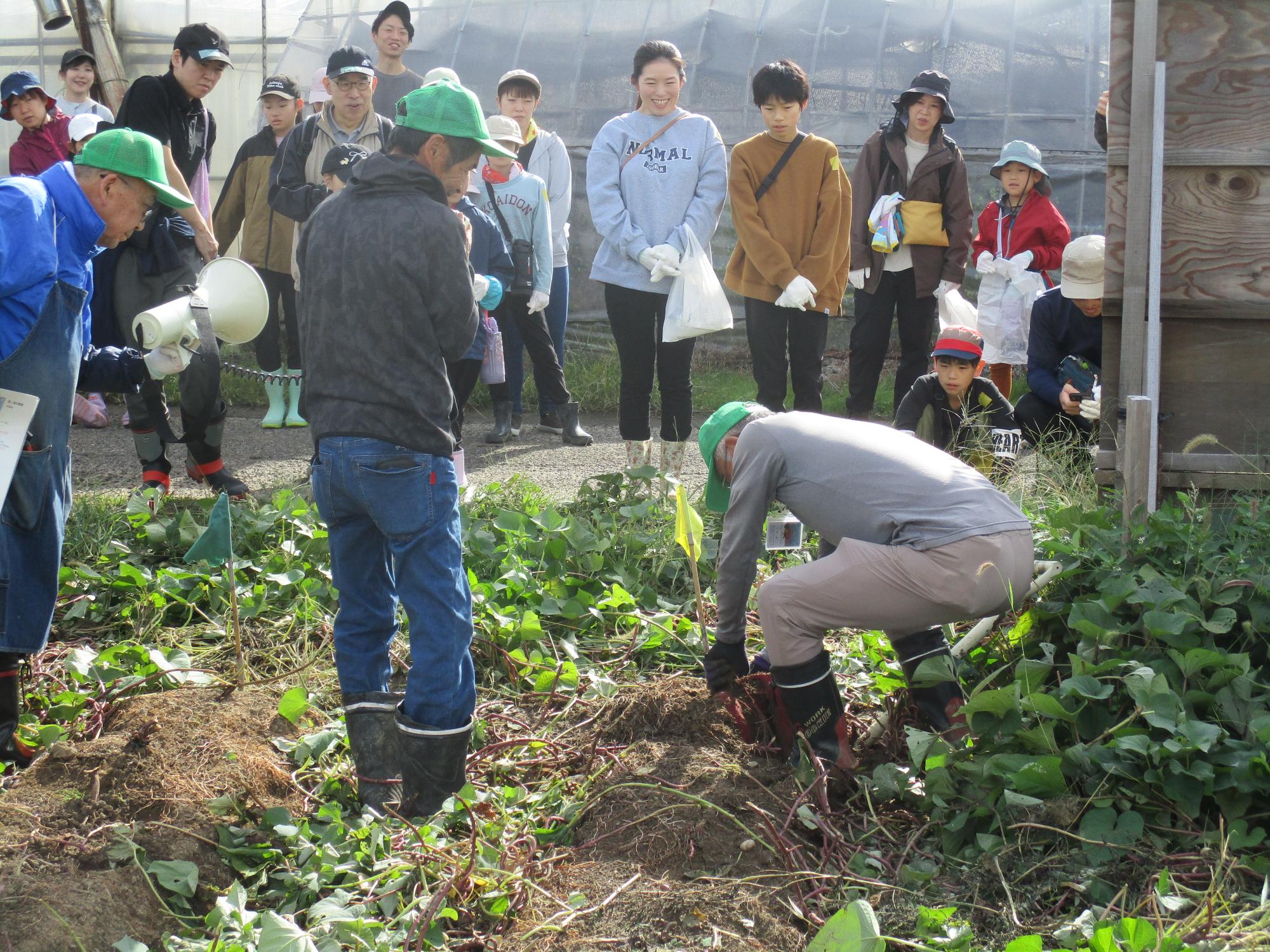 サツマイモ収穫見本