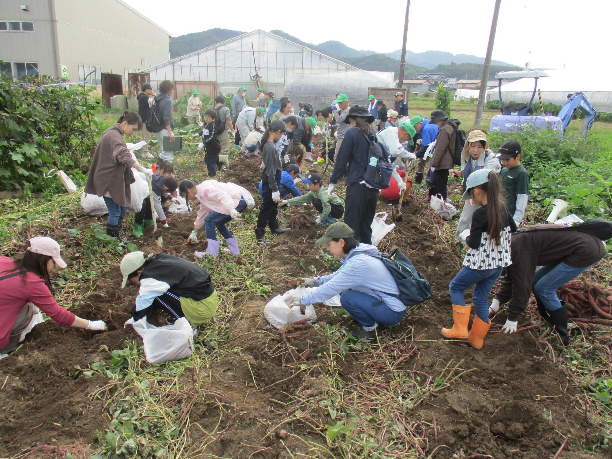 サツマイモ苗収穫