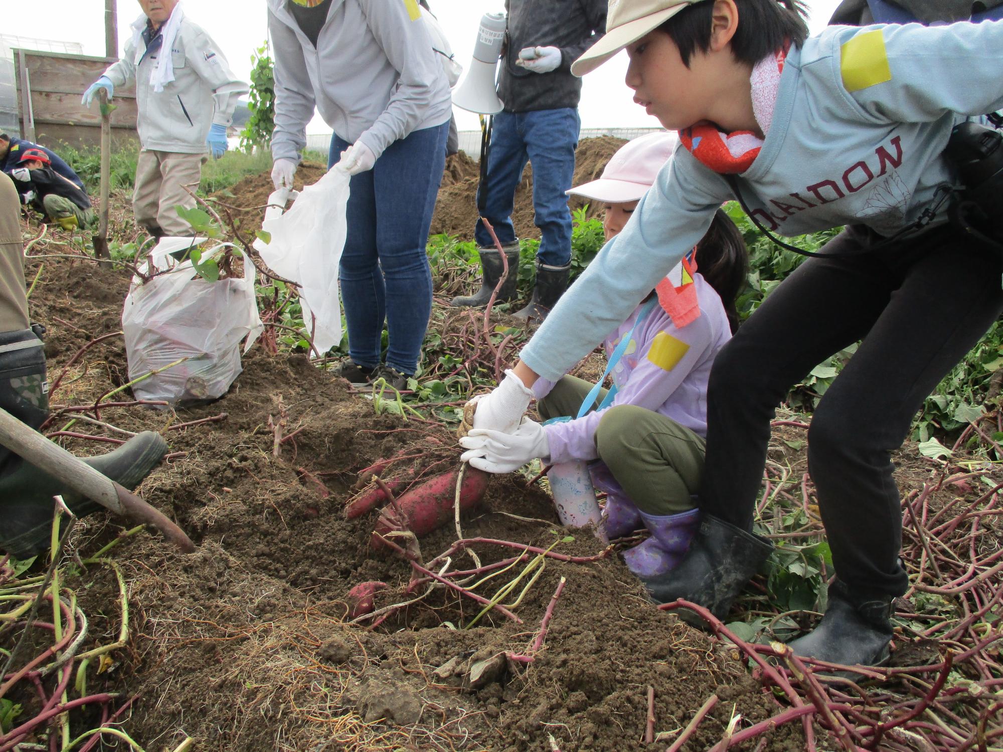 サツマイモ苗収穫02
