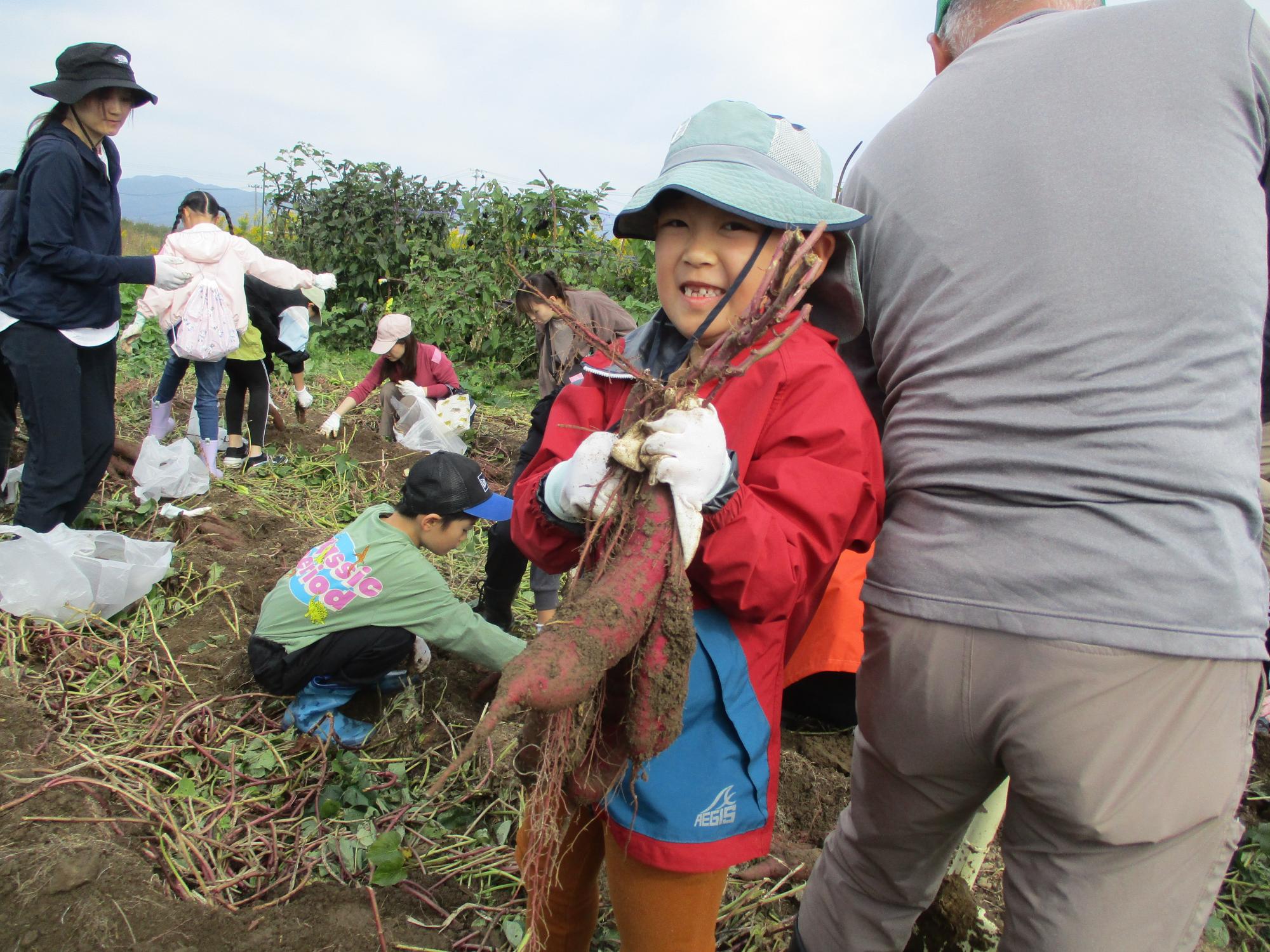 サツマイモ苗収穫03