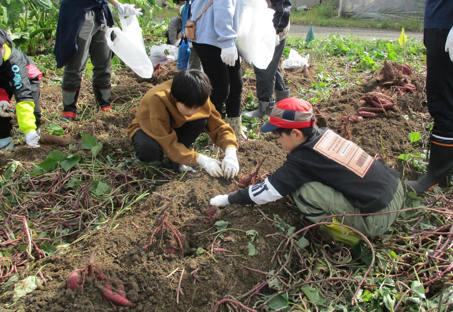 サツマイモ収穫05