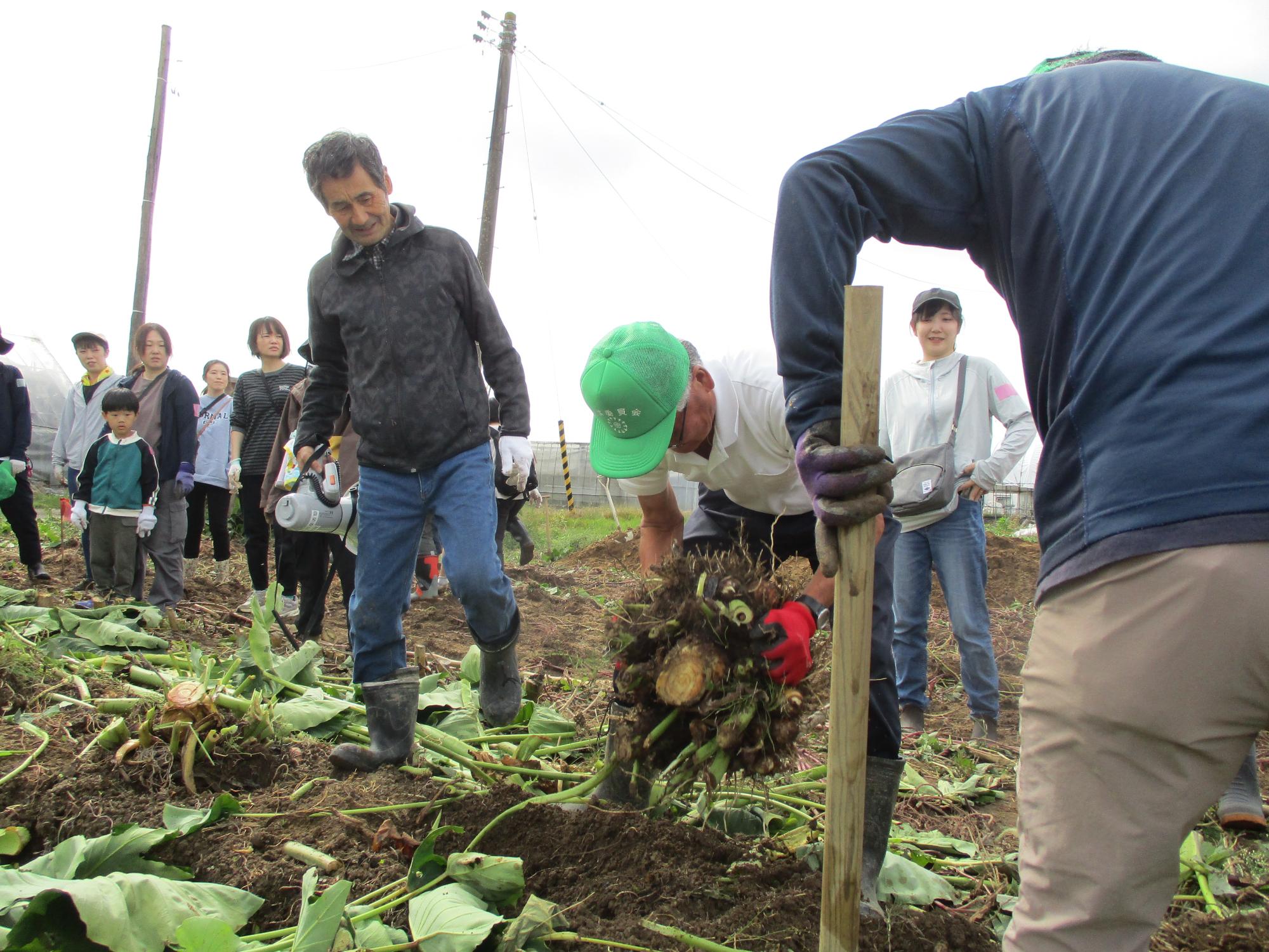 里芋収穫