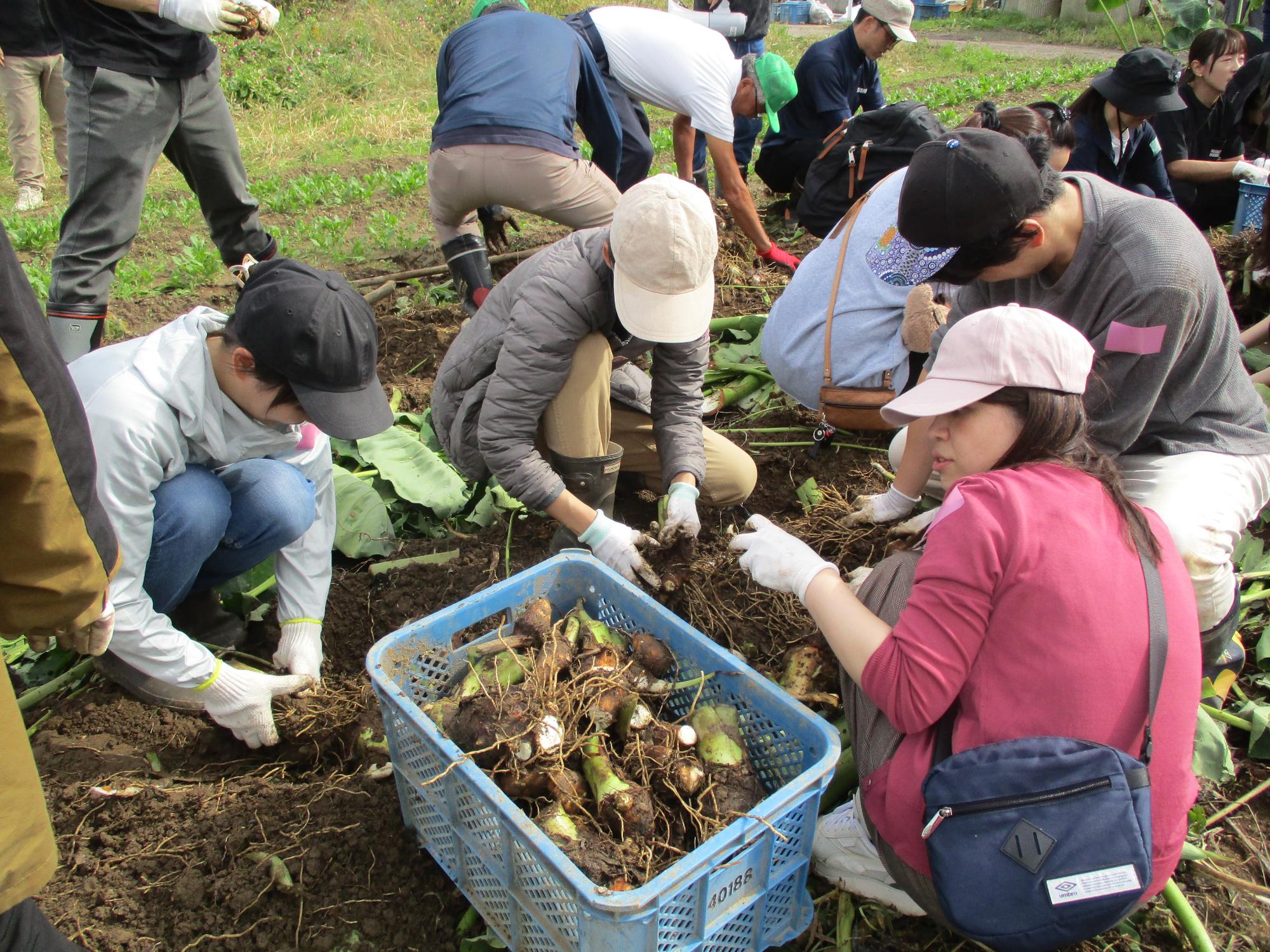 里芋収穫02