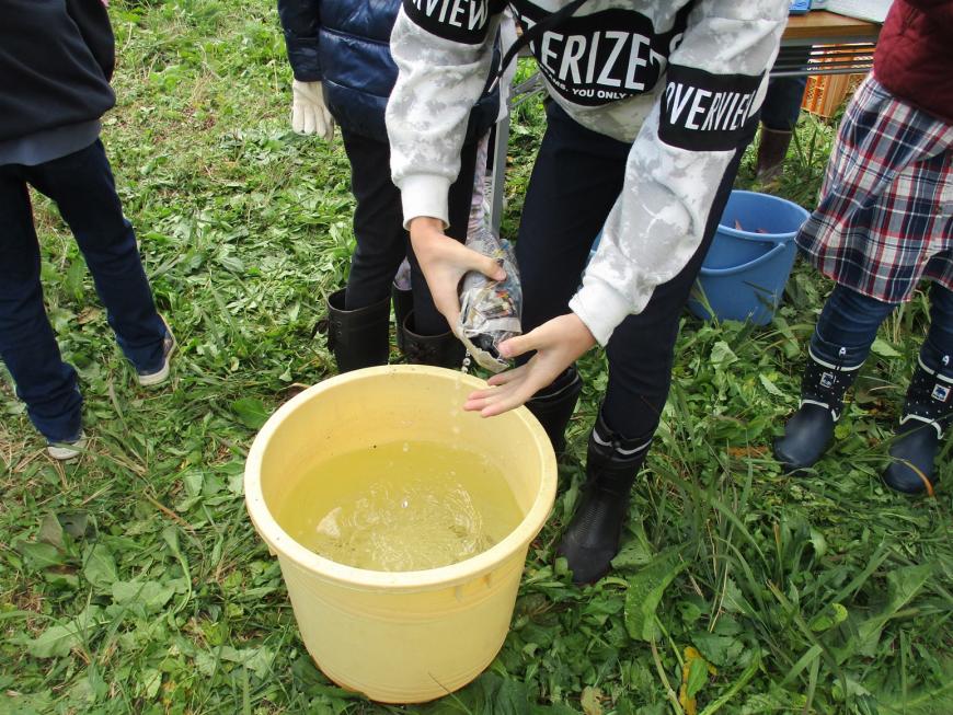 水を入れた黄色いバケツに新聞紙で巻いたサツマイモをつけている参加者の写真