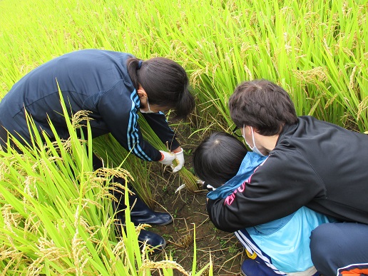 女性が稲を束ねて刈りやすくしたところに、男の子と男性が一緒に持ったカマをかけている様子の写真