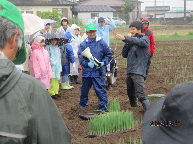 ネギ定植見学