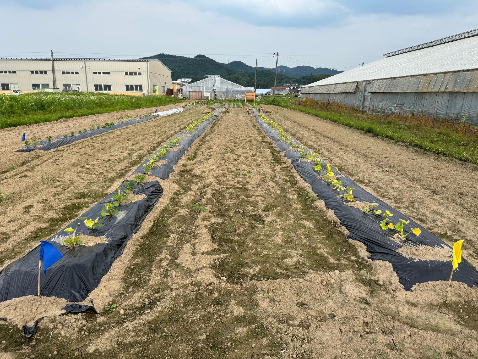 カボチャ6月上旬