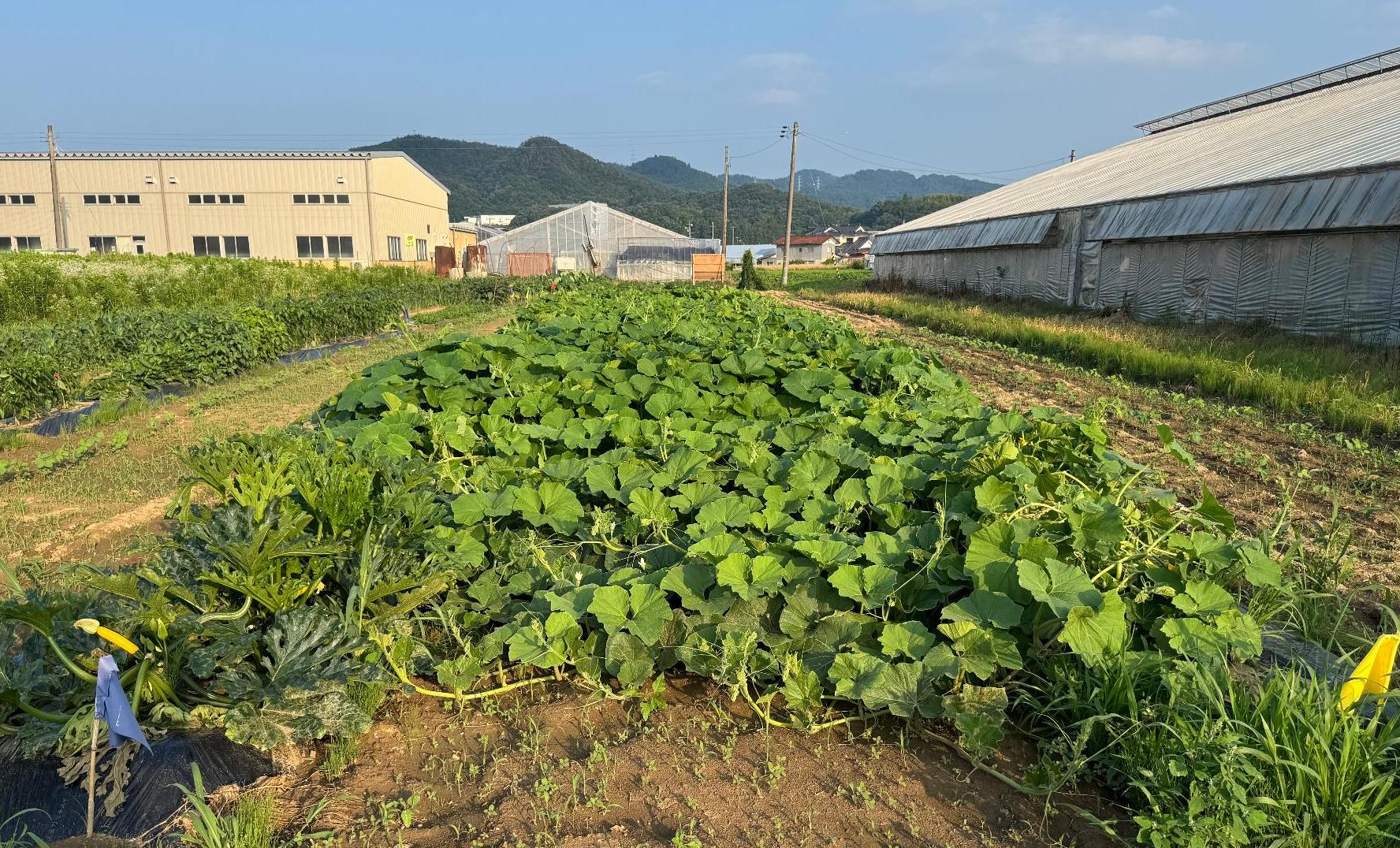 カボチャ7月上旬