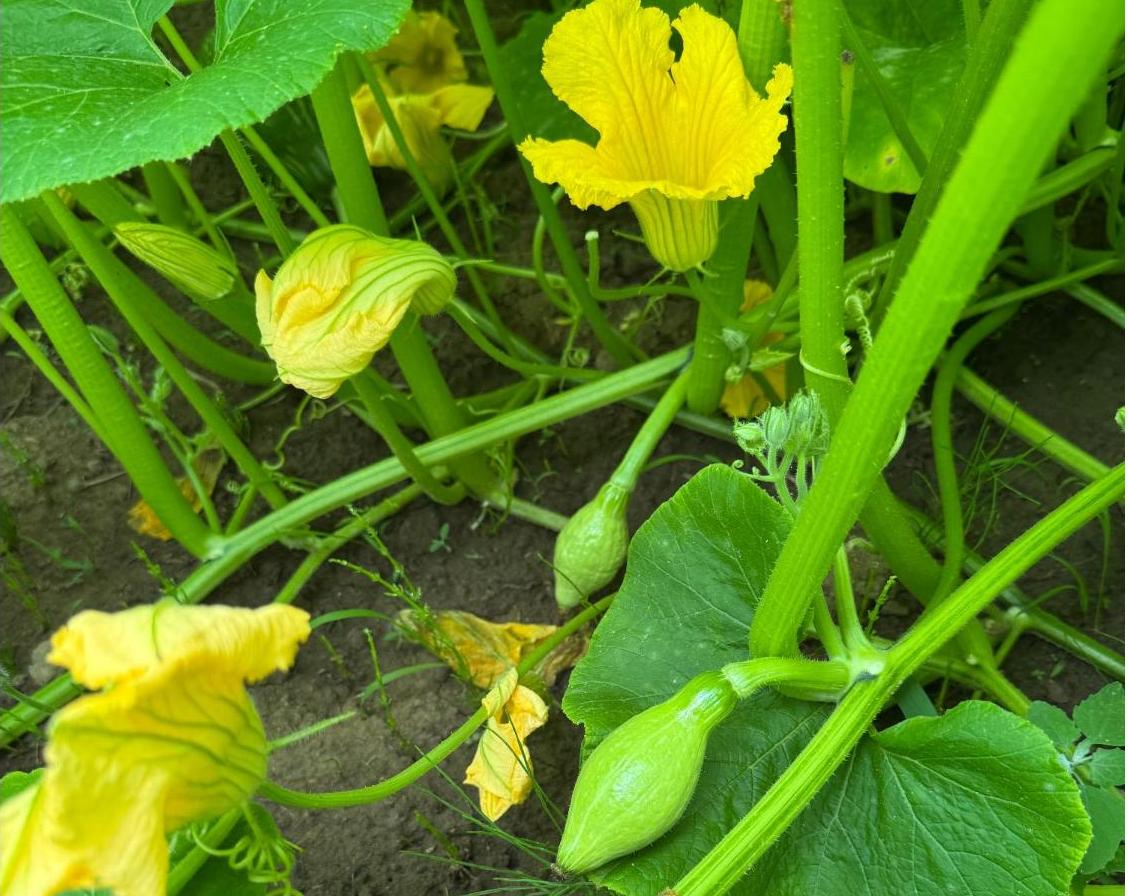 サツマイモ7月上旬花と実