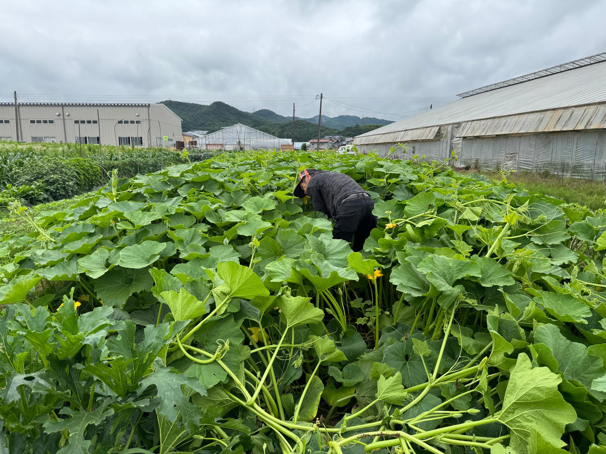 カボチャ7月中旬
