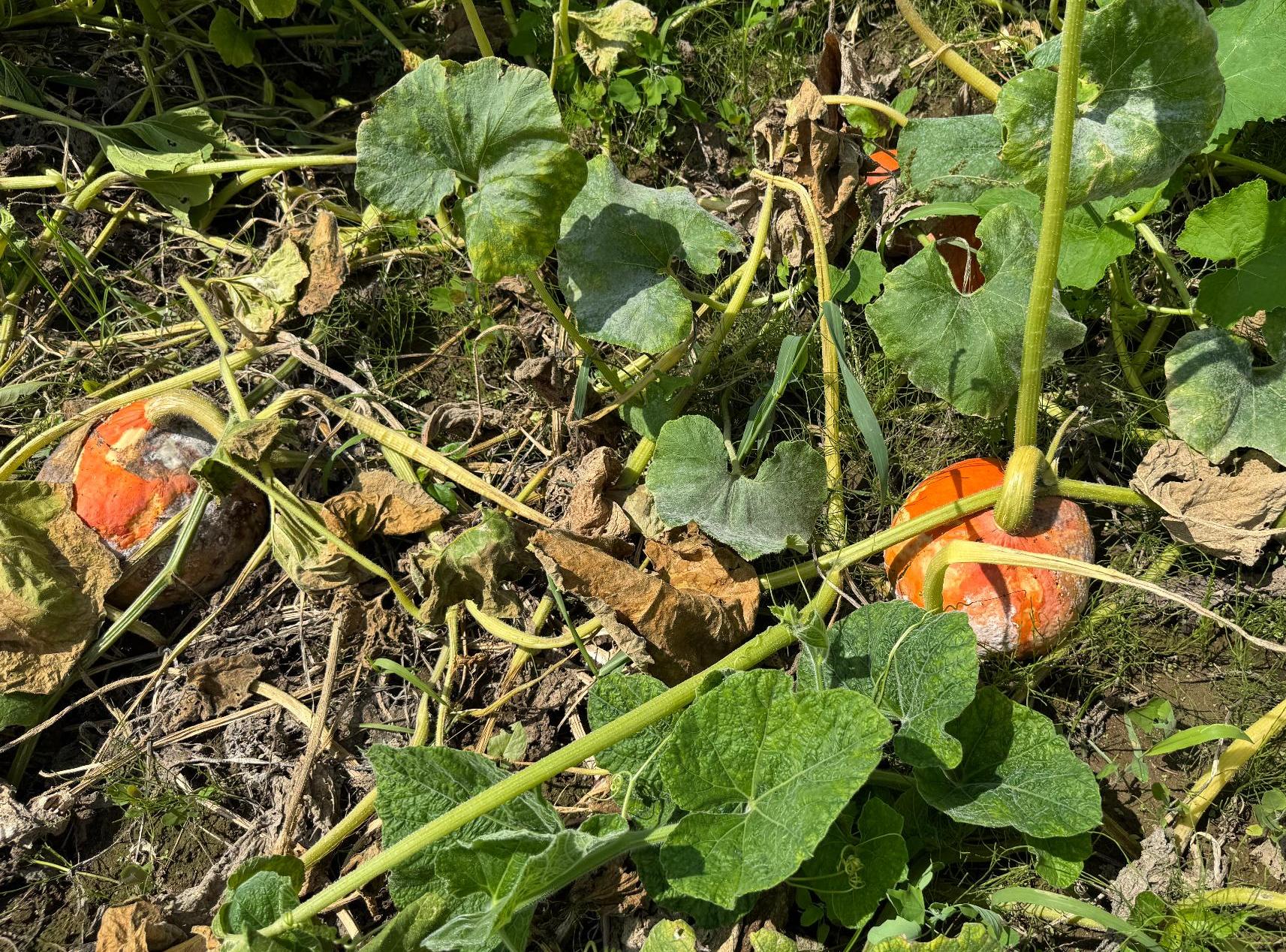 カボチャ8月中旬
