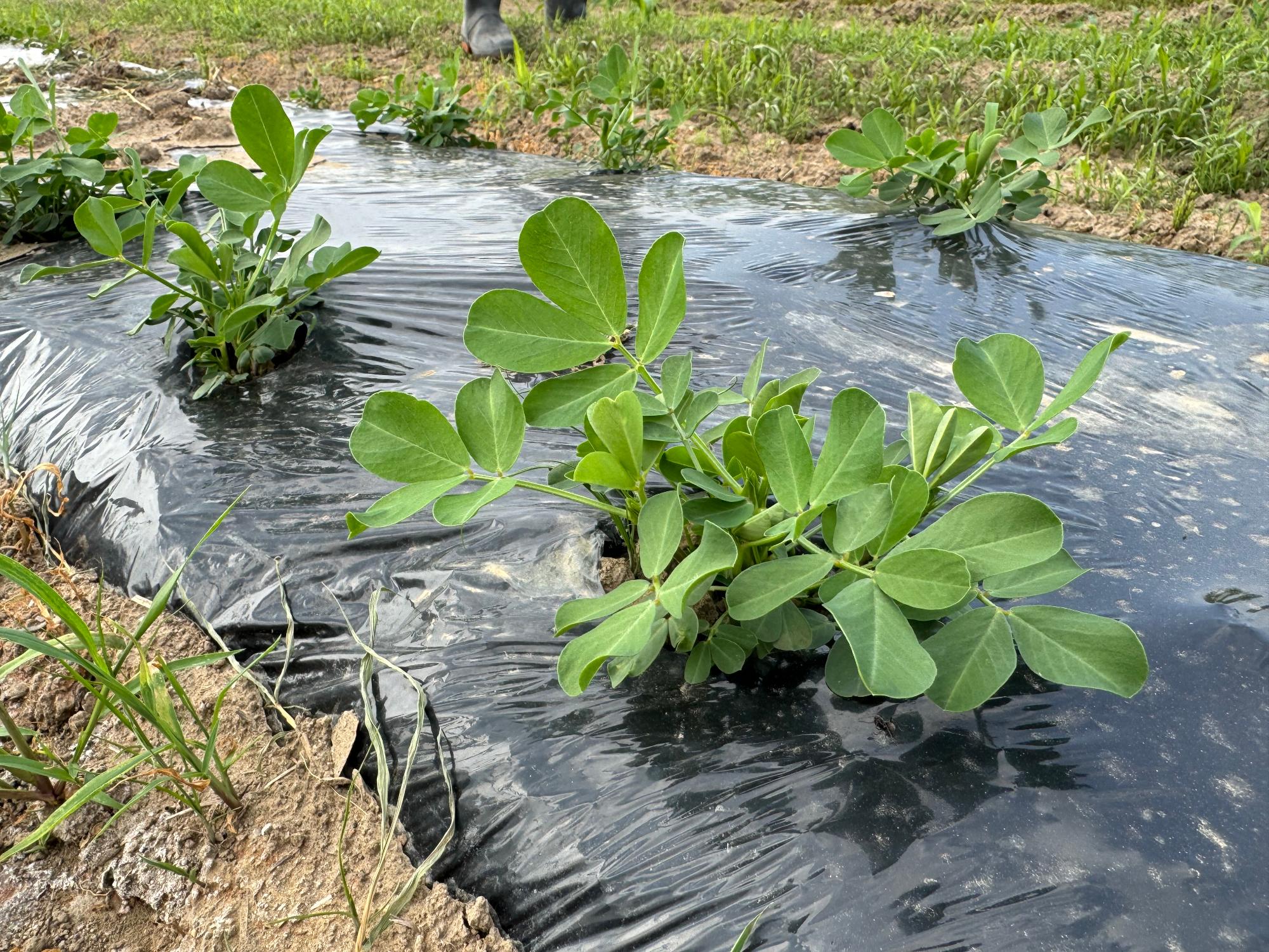 落花生6月下旬
