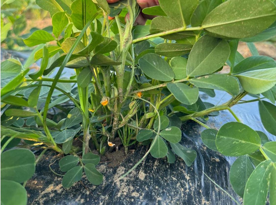 落花生7月上旬