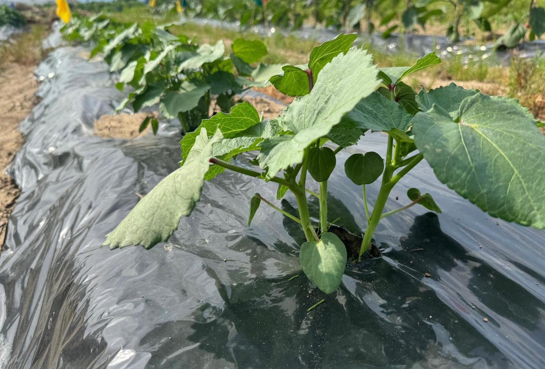 オクラ6月下旬