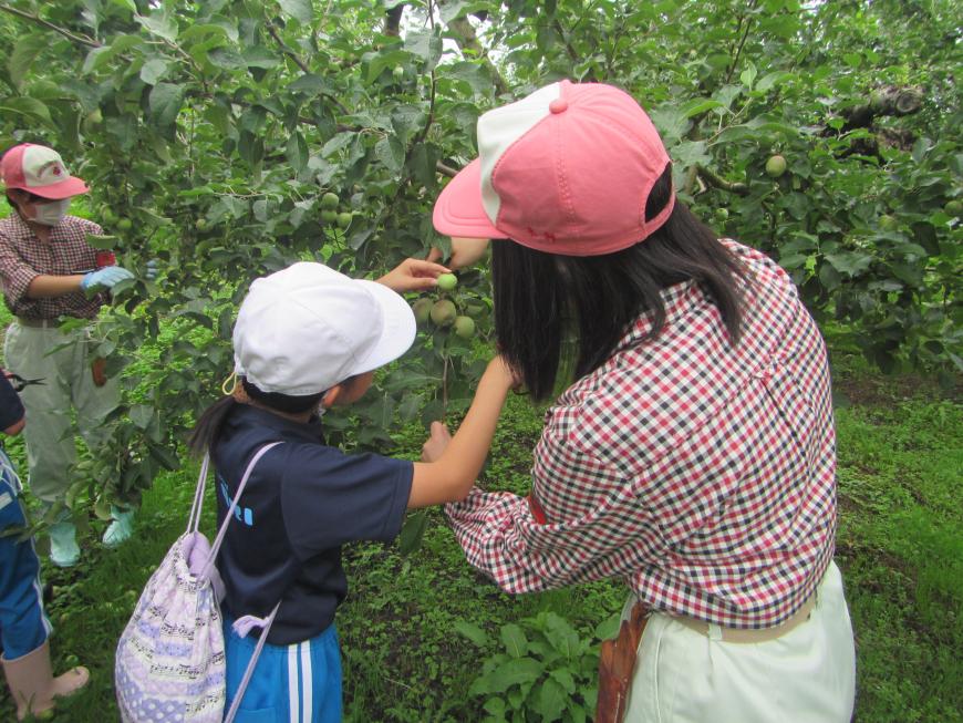 女子児童が福島明成高校の生徒さんに手伝ってもらいながら摘果作業を行っている後ろ姿の写真