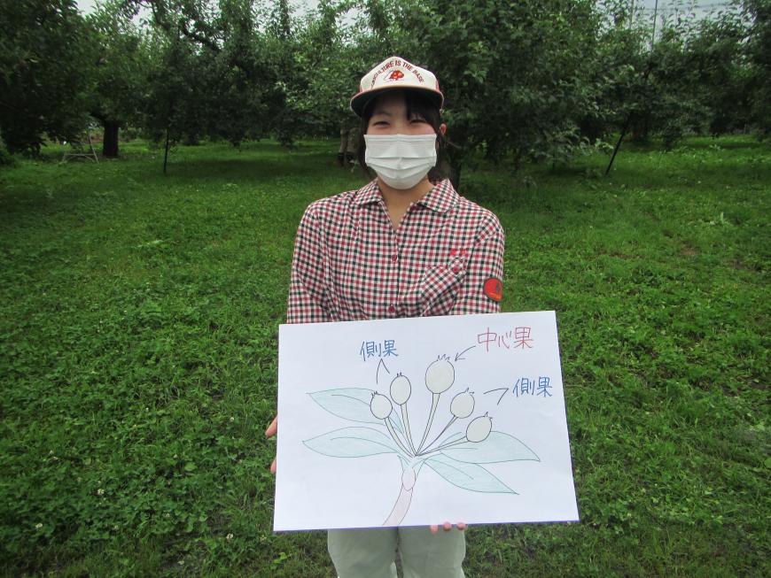 福島明成高校の生徒さんが側果、中心果が描かれた植物のイラストをカメラに見せている写真