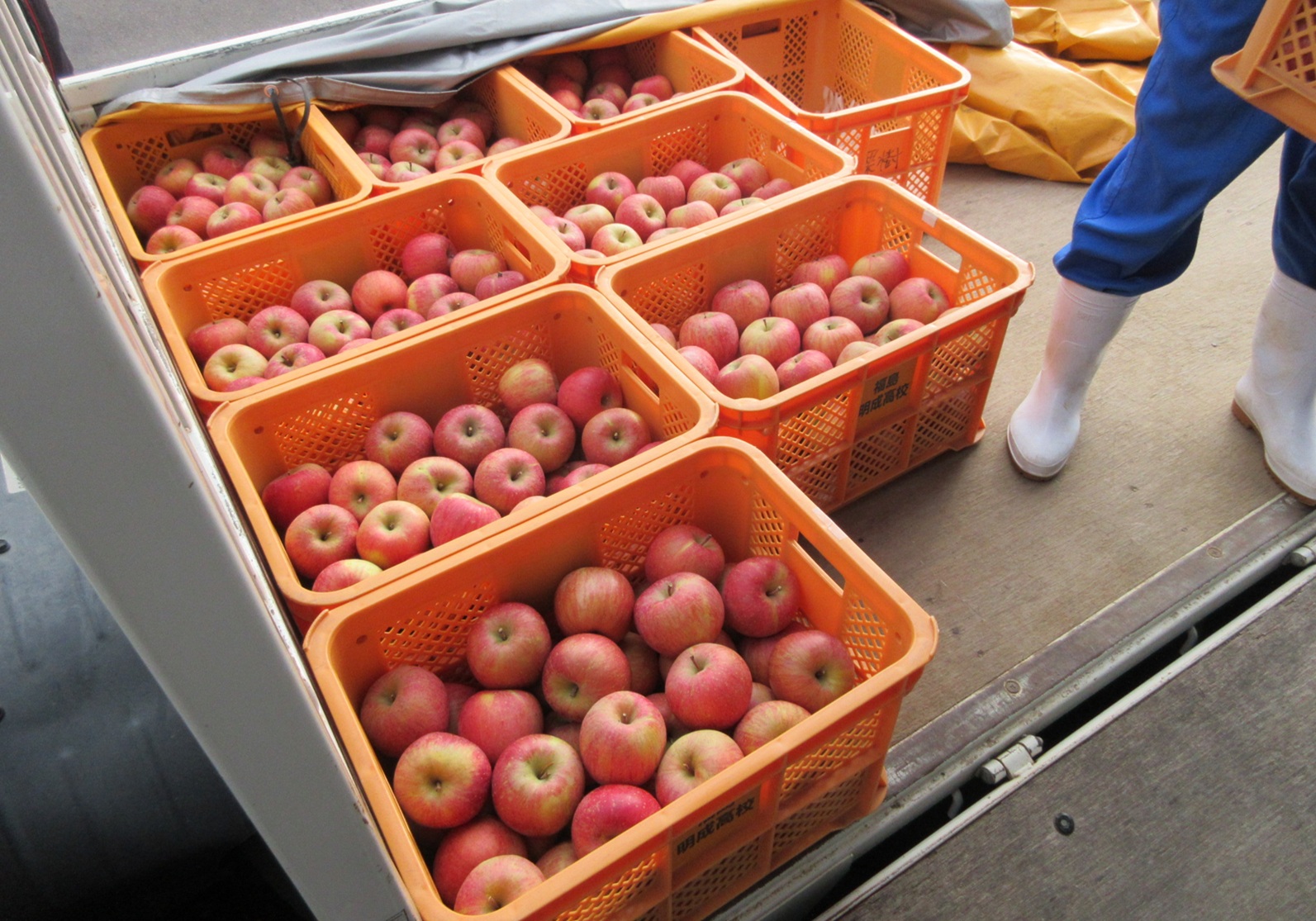給食センターに納品されたかごに入ったりんごの写真