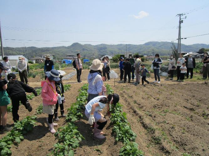 じゃがいも畑の手入れ