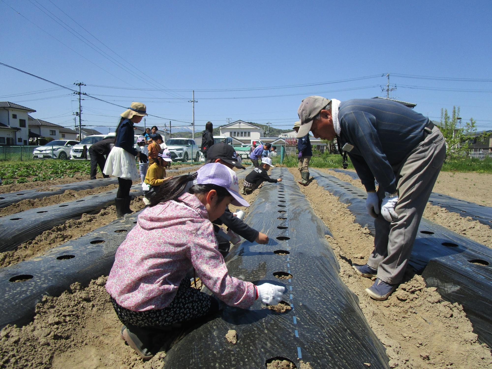 エダマメの種まき
