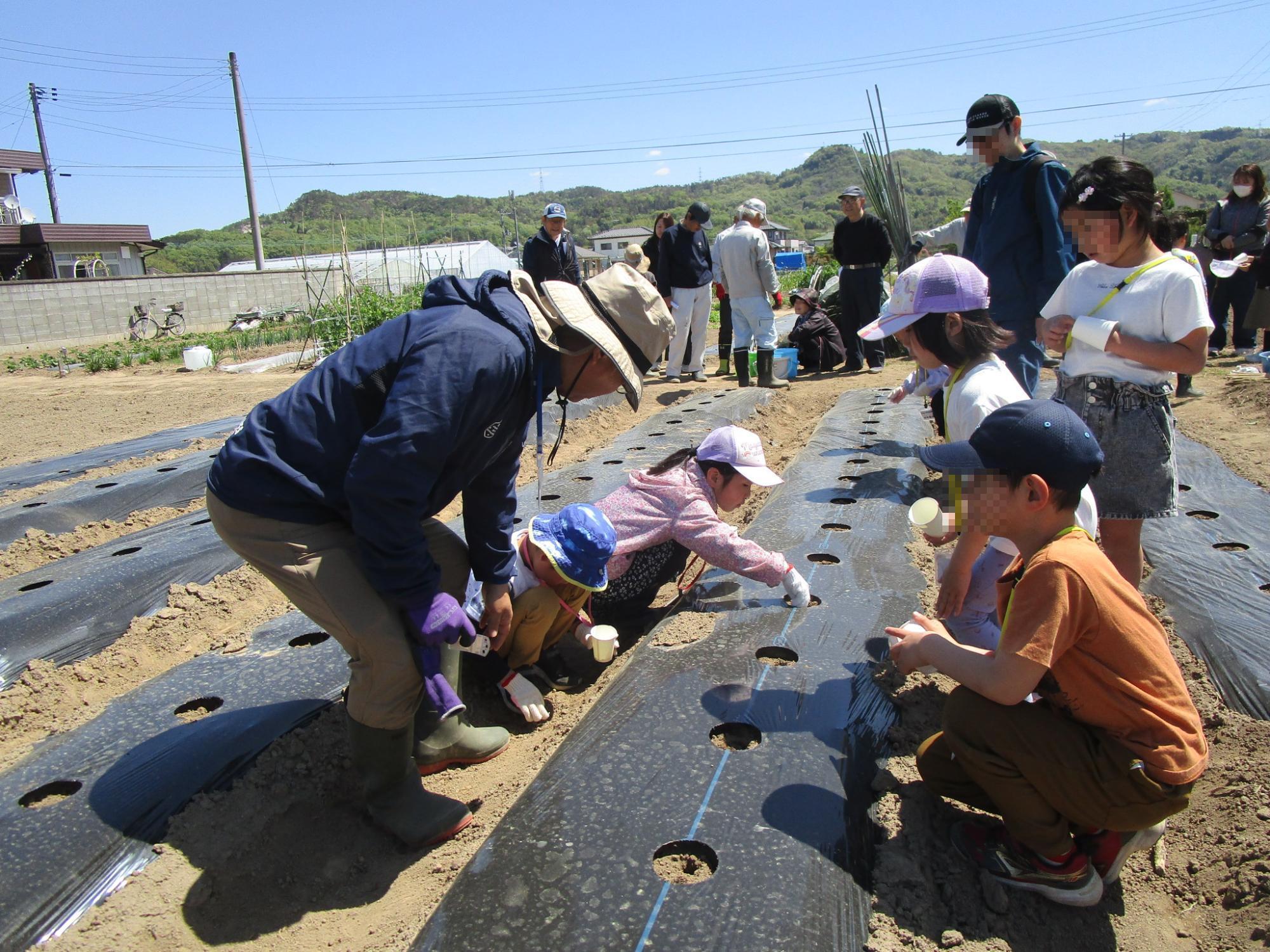 エダマメの種まき