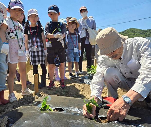 サツマイモの苗植え2