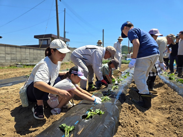 サツマイモの苗植え2