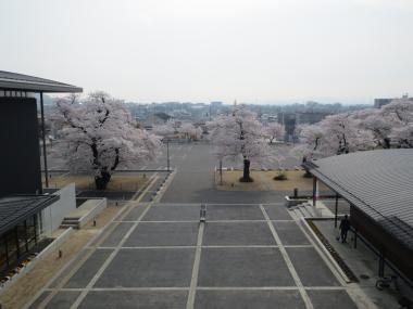 建物のほうから入り口側に並んでいる桜を写した写真