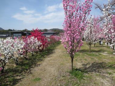 ピンク、白、赤の花ももが咲いている写真