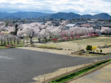 庭の一画にたくさんの桜が咲き並んでいる様子を写した写真