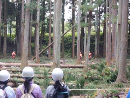 林業事業者による伐倒作業の見学(その1)