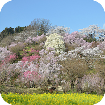 花見山