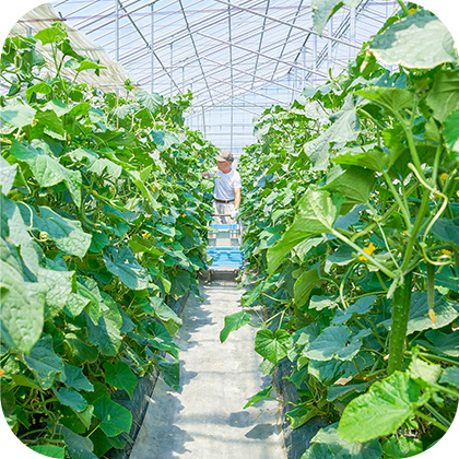 野菜のハウス栽培