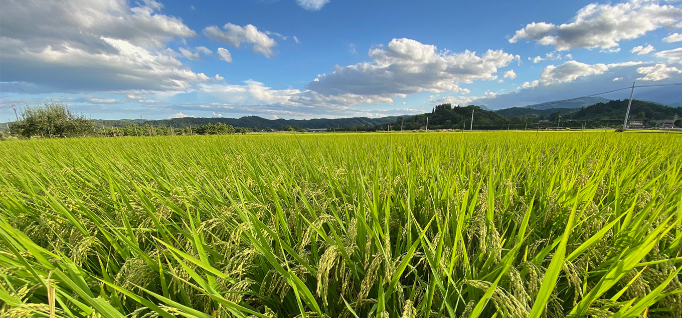 田んぼに稲穂